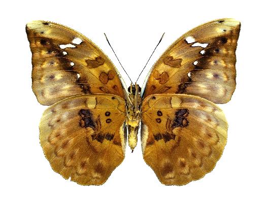 Bebearia arcadius female UNS